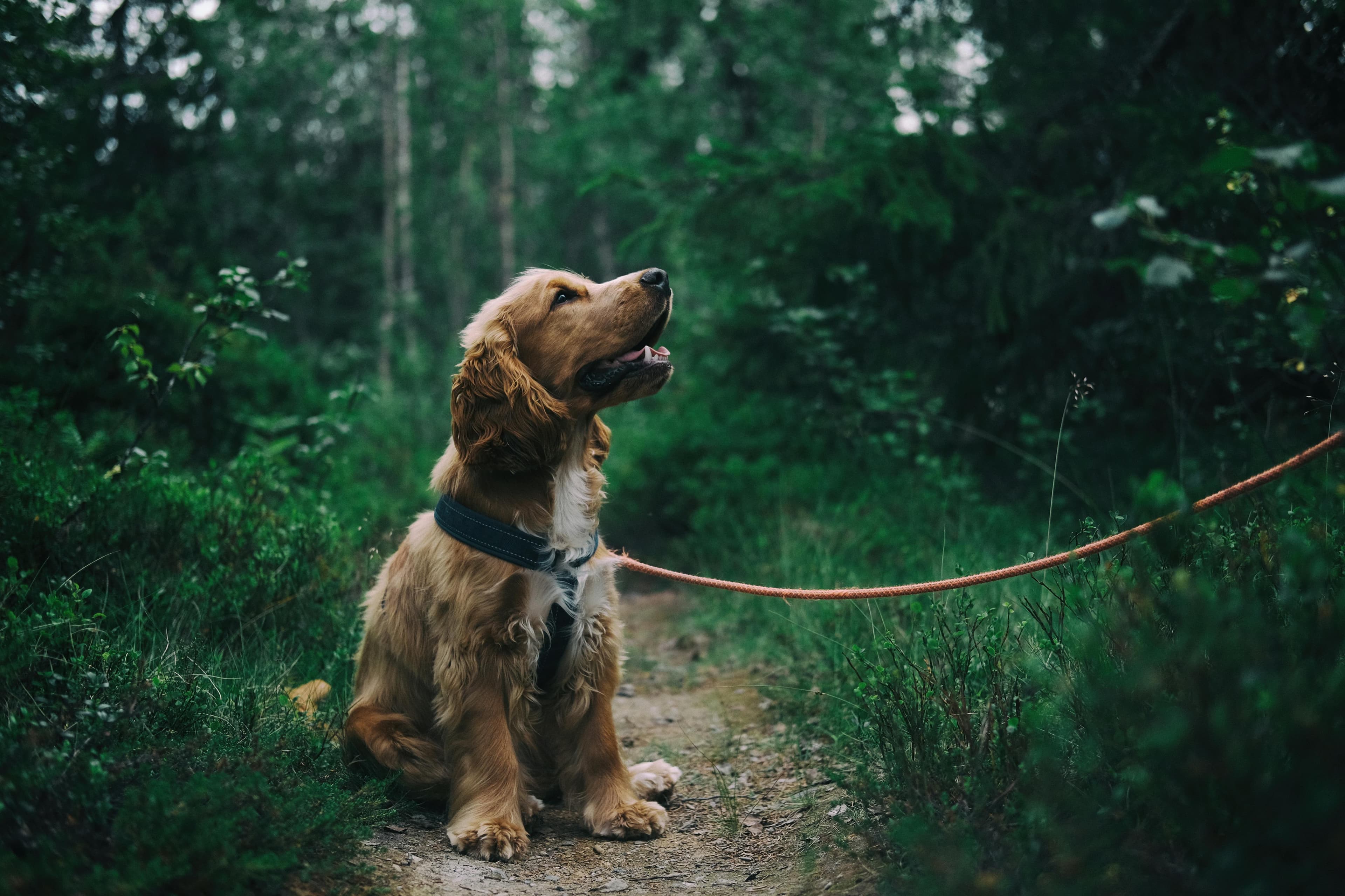 Evaluating the Nutritional and Health Benefits of Human-Grade Dog Food