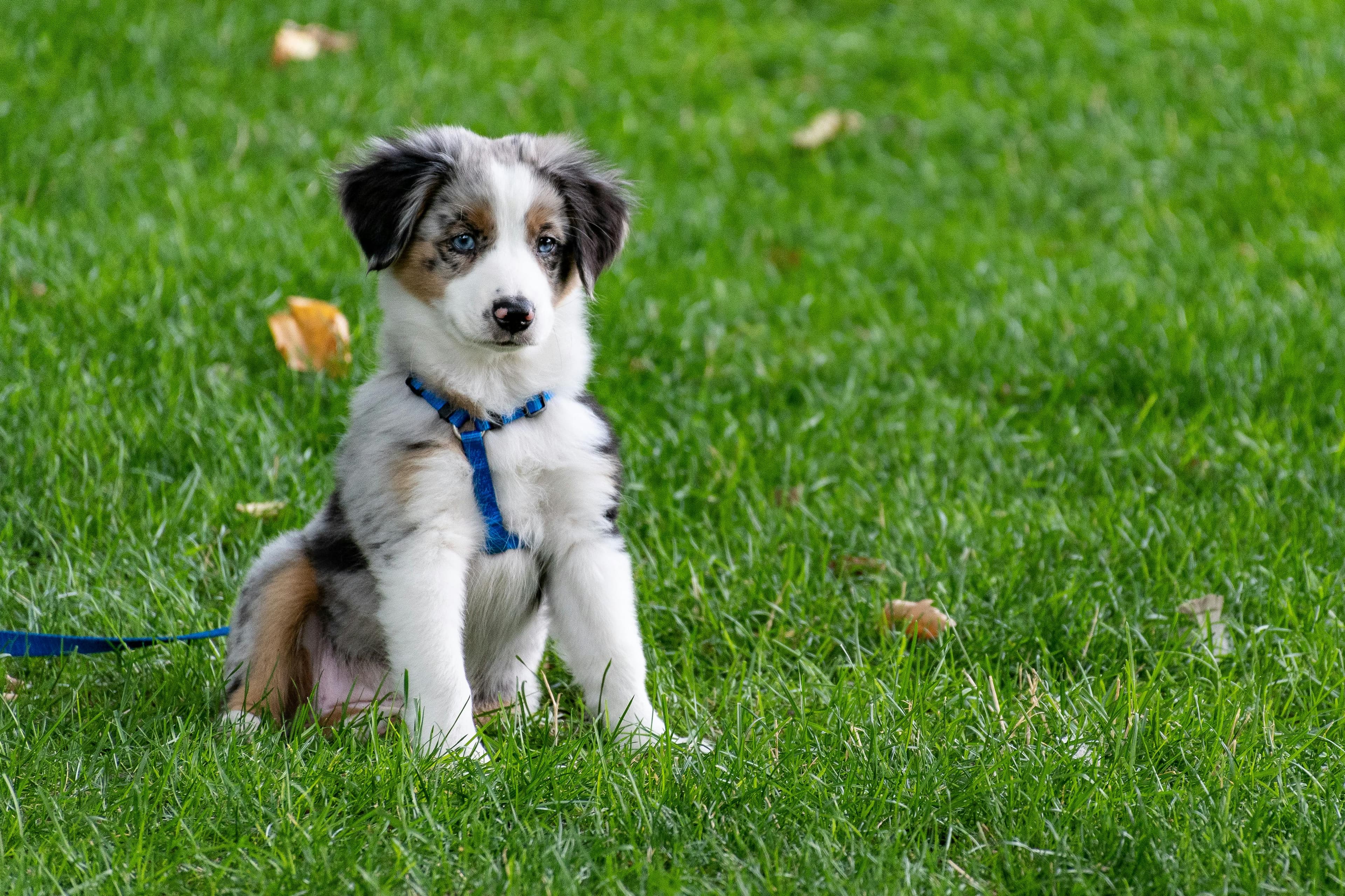 Why Human-Grade Dog Food Could Be a Game Changer for Your Pup