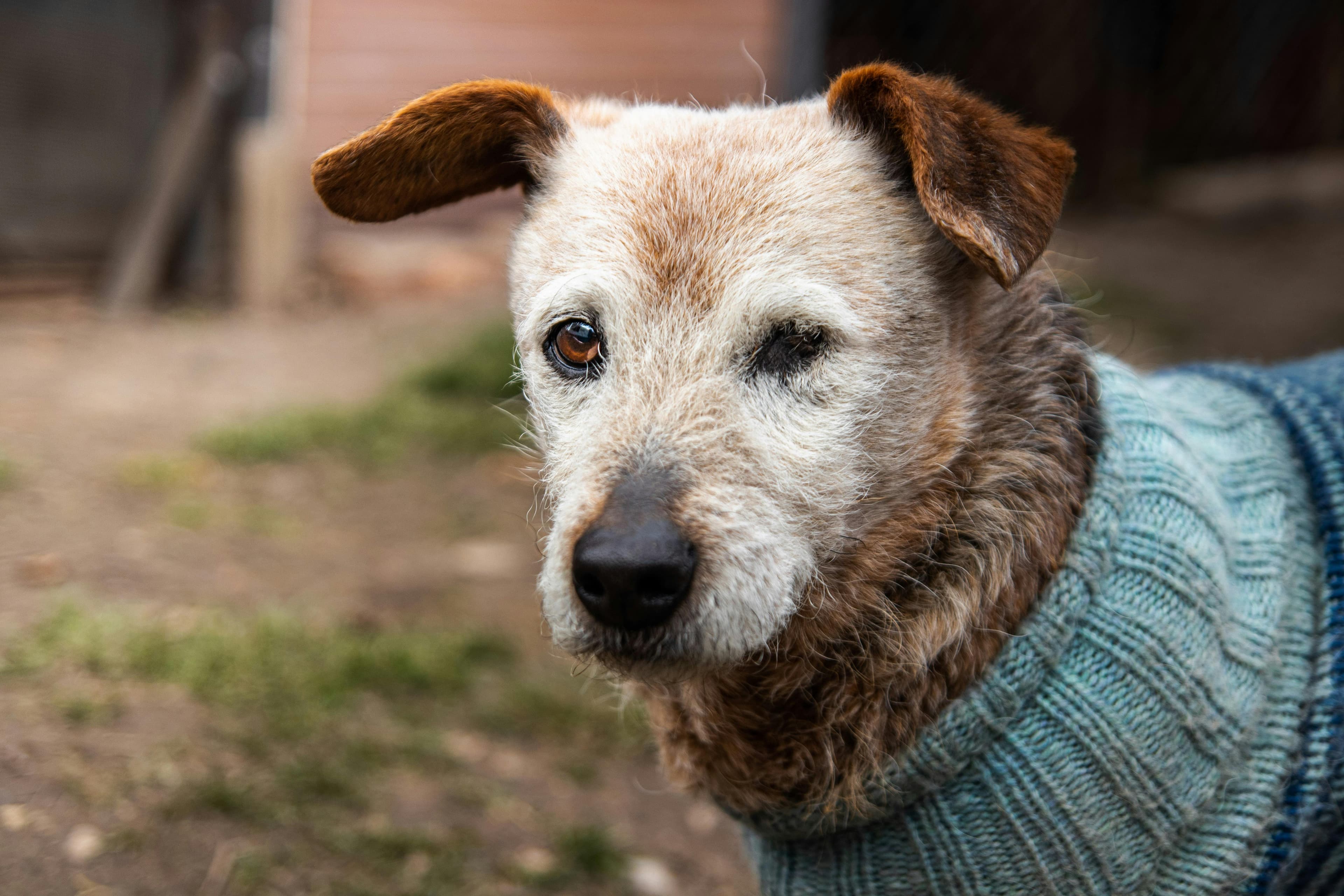 The Golden Years: How Human-Grade Dog Food Can Enhance the Lives of Older Dogs