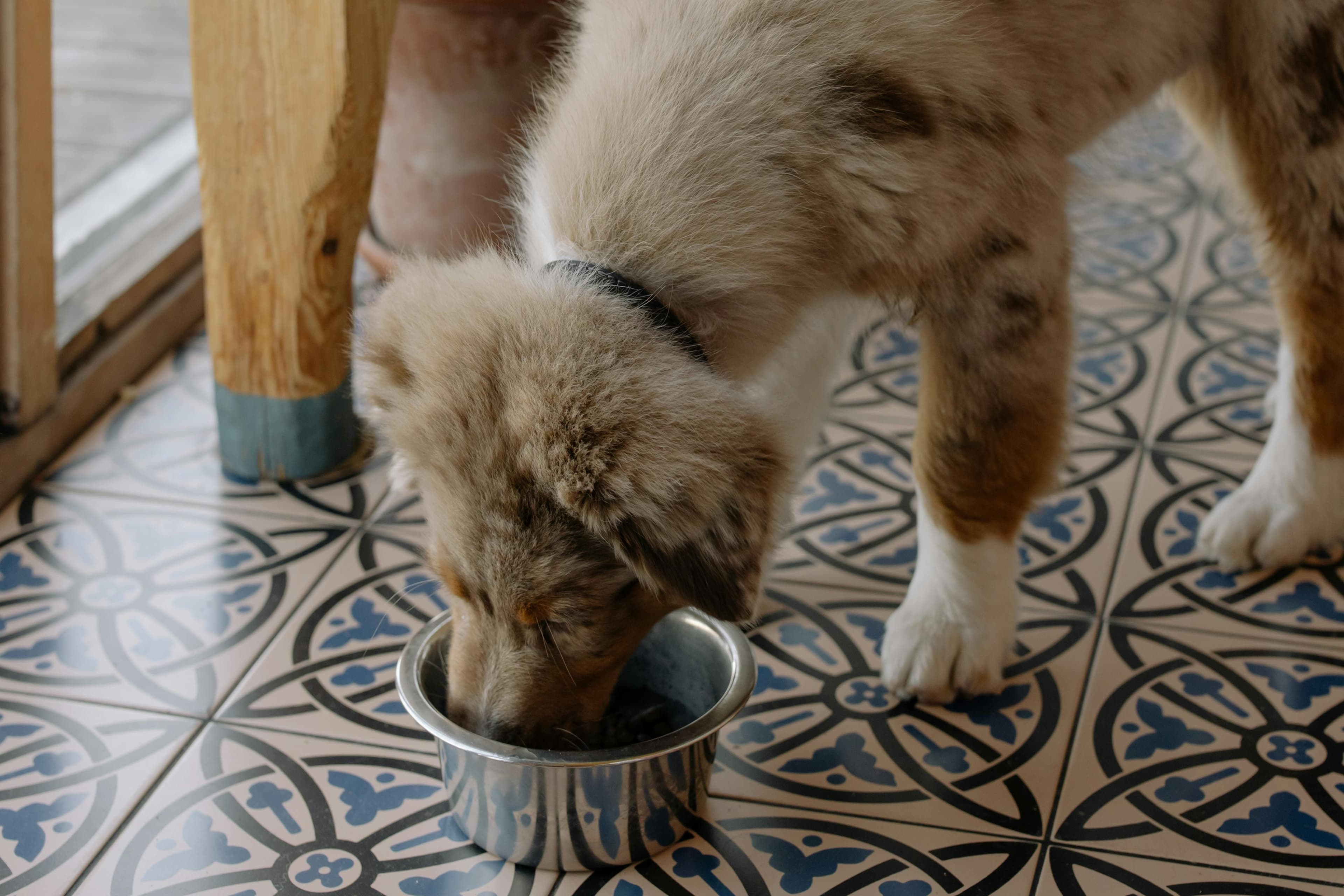 Why Switching Your Dog to Human-Grade Food is a Total Win