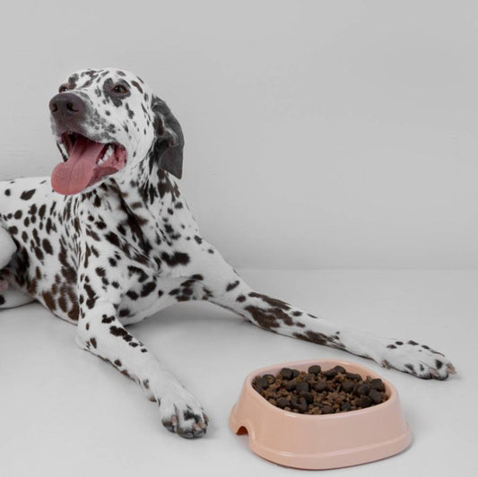 Why Switching Your Dog to Human-Grade Food is a Total Win