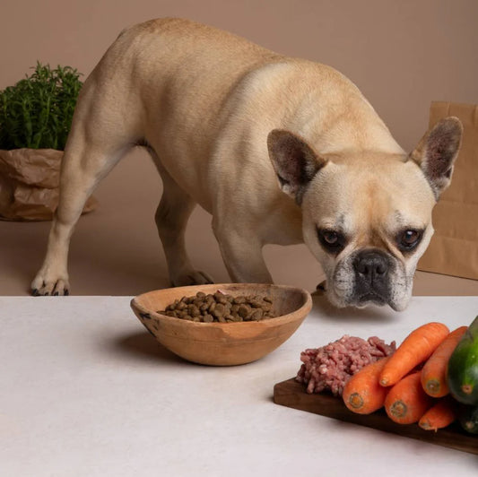 The Golden Years: How Human-Grade Dog Food Can Enhance the Lives of Older Dogs